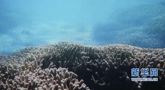 三沙發(fā)現(xiàn)海洋藍洞