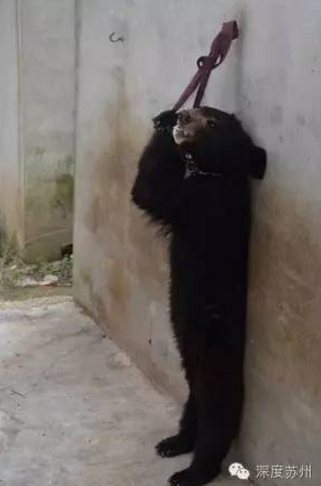 蘇州馬戲團虐熊