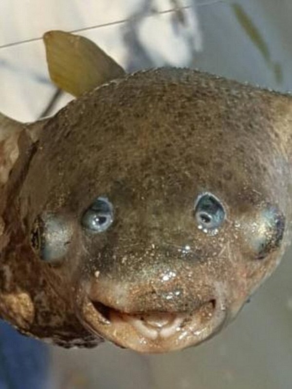 澳洲驚現四眼生物