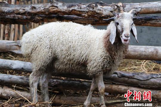 半歲綿羊五只犄角