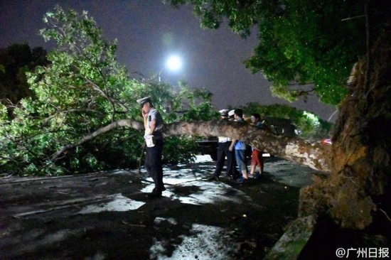 廣州臺(tái)風(fēng)妮妲影響 大樹(shù)被連根拔起