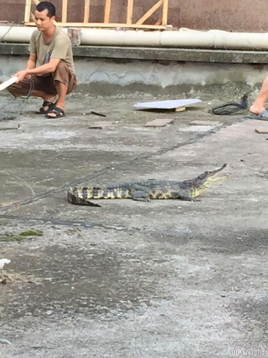 鄰居養(yǎng)一米長鱷魚