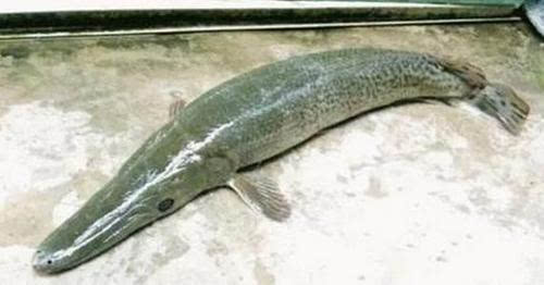 老漁民捉到怪魚 這到底是什么魚