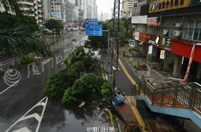 臺(tái)風(fēng)莫蘭蒂登陸福建廈門(mén) 大樹(shù)被連根拔起