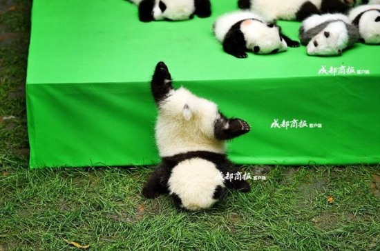 宇宙第一天團萌癱