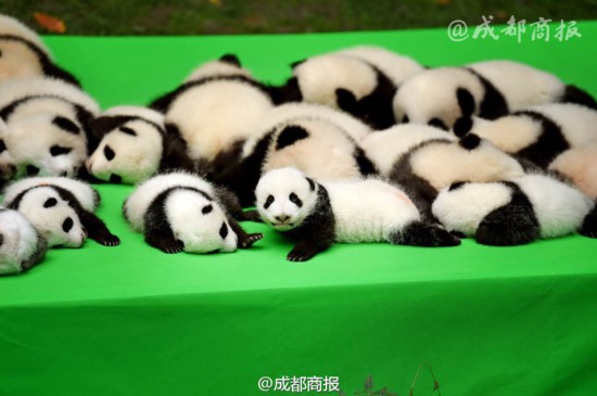 宇宙第一天團萌癱