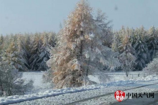呼倫貝爾下雪了
