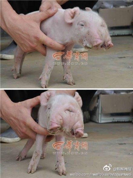 母豬產下雙頭怪獸