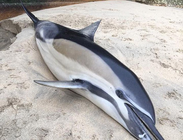 海灘頻現(xiàn)海豚尸體