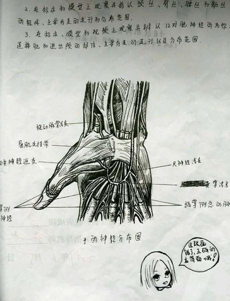 手繪解剖圖走紅