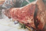 爛木頭賣出168萬 樟樹冒充