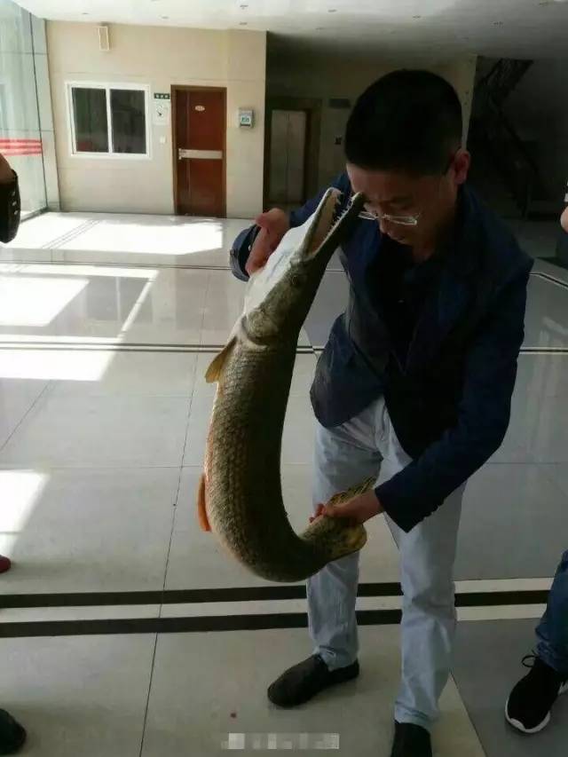 網曝高校釣起怪魚