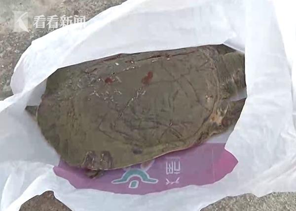 甲魚(yú)跳下26樓砸車(chē)