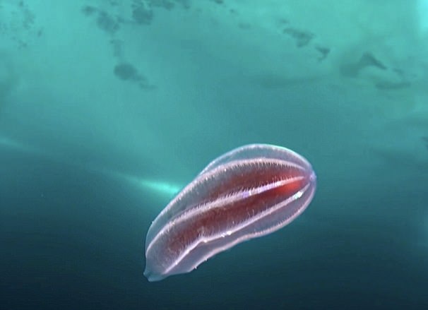 冰蓋下現奇異生物