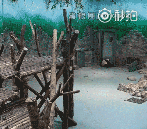 熊貓遭粗魯對待