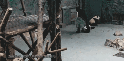 熊貓遭粗魯對待