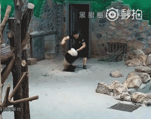 熊貓遭粗魯對待