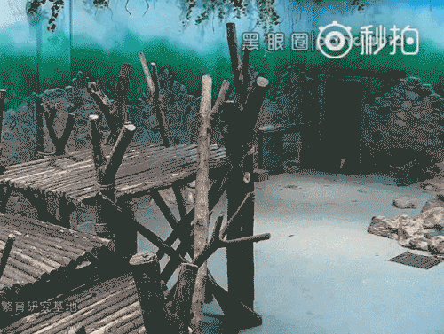 熊貓幼崽遭飼養員粗魯對待 畫面曝光