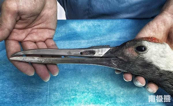 3D打印鈦合金鳥嘴