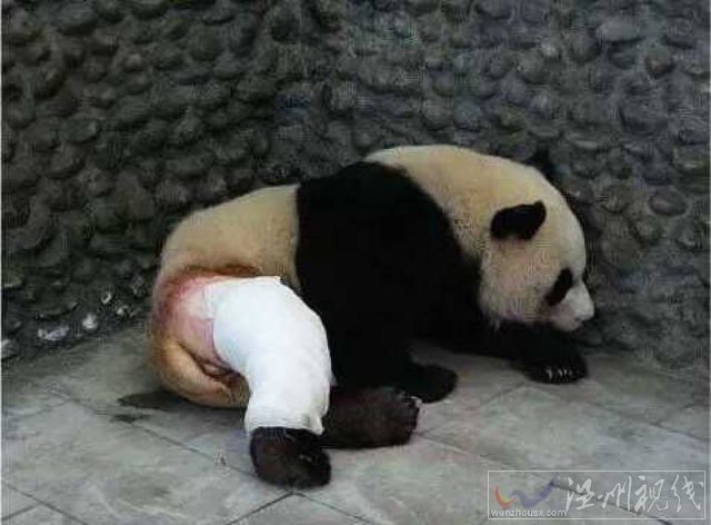 大熊貓被脫褲子