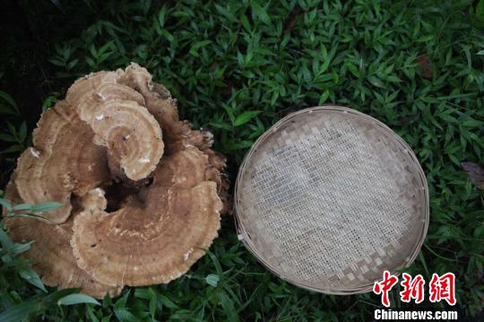 云南現(xiàn)神秘蘑菇