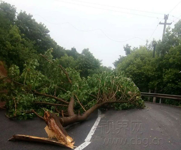 重慶雷電劈死200斤肥豬 周末高溫雷雨大風并存