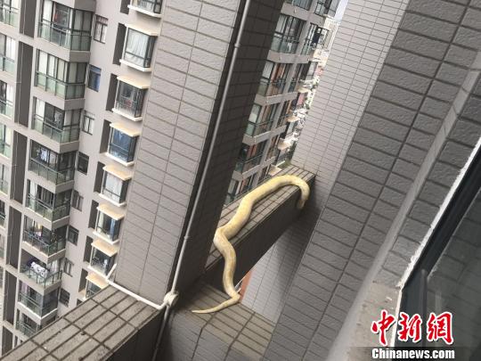 小區(qū)驚現(xiàn)黃金蟒蛇