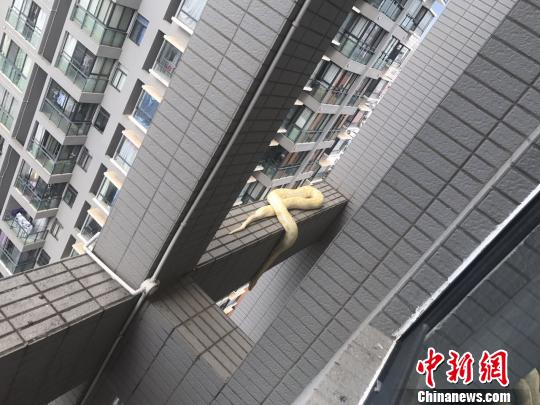 小區(qū)驚現(xiàn)黃金蟒蛇