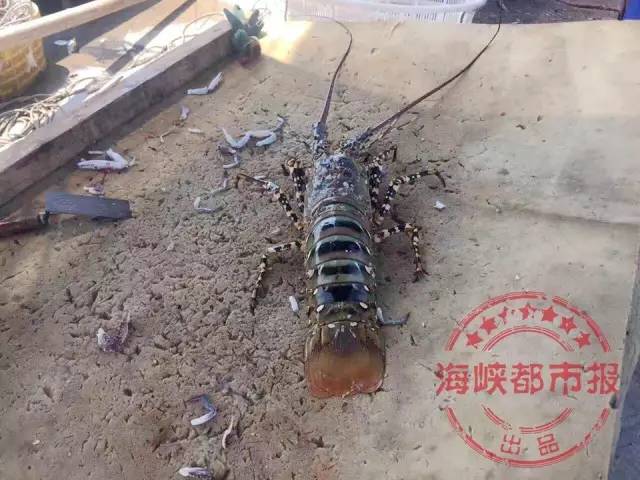漁民捕獲七彩神蝦