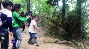 孔雀遭拔毛成公雞