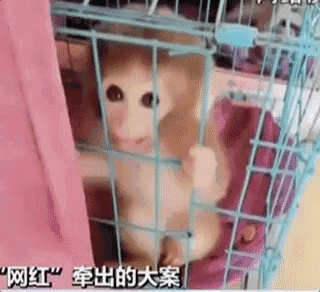 直播養猴牽出大案