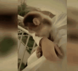 直播養猴牽出大案