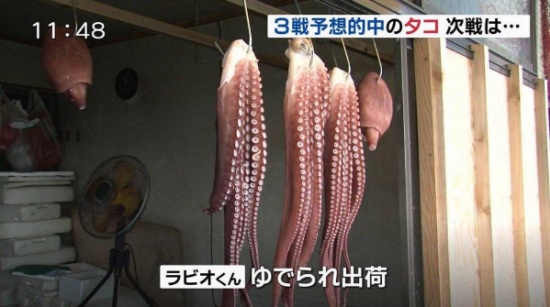 預(yù)言帝章魚哥被煮