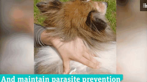 被愛犬舔舐后截肢