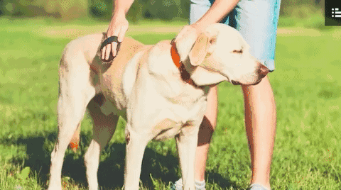 被愛犬舔舐后截肢