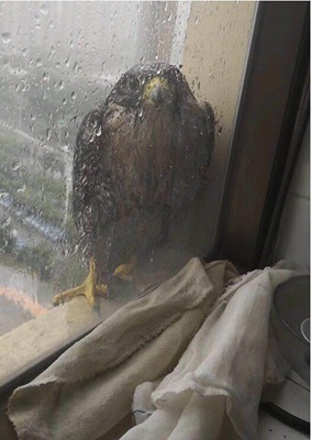 臺風山竹影響廣東 老鷹窗臺避風雨