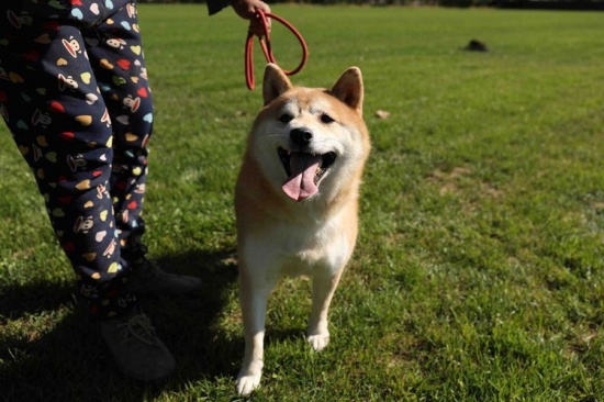 法院司法拍賣柴犬