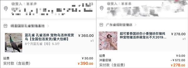 雙11購物最荒謬冠軍誕生!男生喝醉后買孔雀娃娃魚