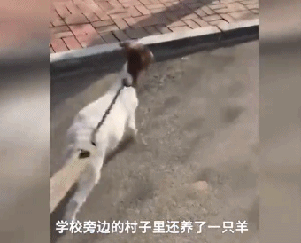 雙11購物最荒謬冠軍誕生!男生喝醉后買孔雀娃娃魚