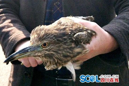 夜鷺夜闖民宅 夜鷺也叫夜鷹屬二級保護動物