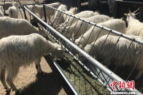 羊肉價(jià)格坐上火箭：北京羊肉漲價(jià)，12月漲到38元一斤了，北京羊肉還算便宜的，溫州鄉(xiāng)下一些菜市場(chǎng)賣的本地羊肉，去年就賣到60多元一斤了，到農(nóng)村養(yǎng)殖戶買黑山羊價(jià)格更貴，要75元一斤，過年還會(huì)漲價(jià)。</