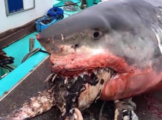 大白鯊遭海龜噎死