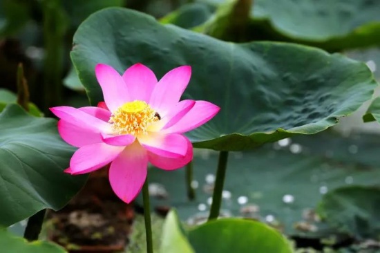 百年古蓮復(fù)活開(kāi)花