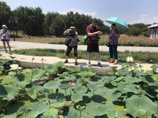 百年古蓮復(fù)活開(kāi)花