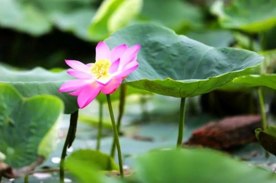 百年古蓮復(fù)活開(kāi)花