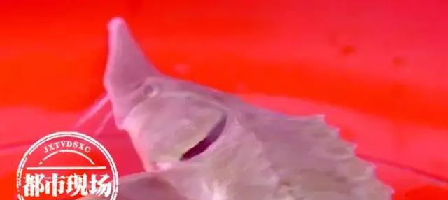 極其罕見！江西男子在贛江抓到“怪魚”，是國家一級保護動物