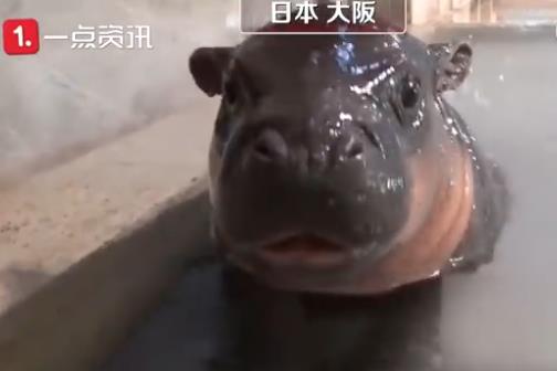 迷你版的河馬