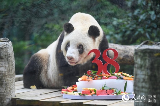 世上現(xiàn)存最年長熊貓迎38歲生日