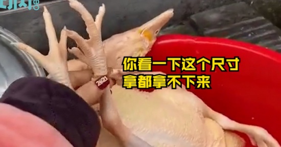 過年殺雞竟找到丟失多年的金戒指 戴在“雞腳”上還挺合適！