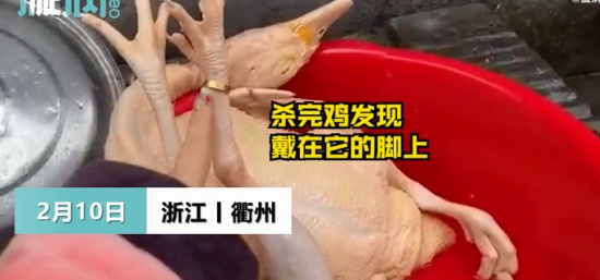 過年殺雞竟找到丟失多年的金戒指 戴在“雞腳”上還挺合適！